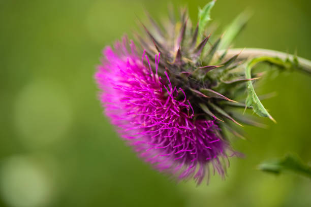 Carduus nutans, nodding thistle in the field