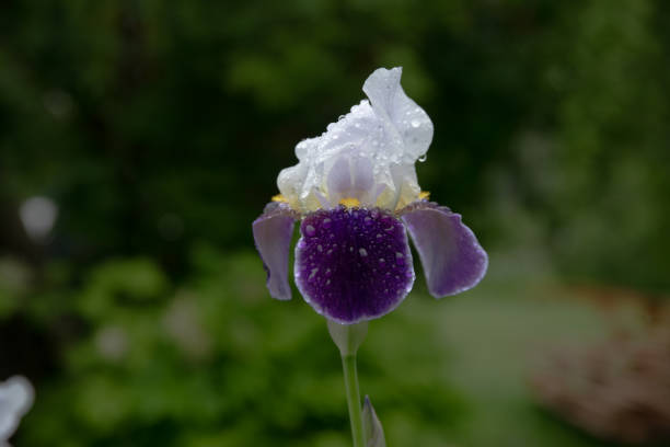 dewy iris flower in outdoor park on rainy day