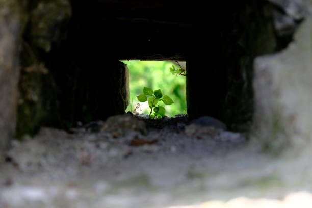 Green leaves in a hole in the wall