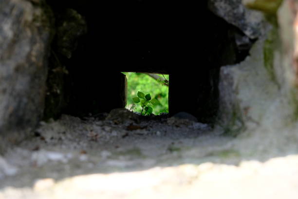 Green leaves in a hole in the wall