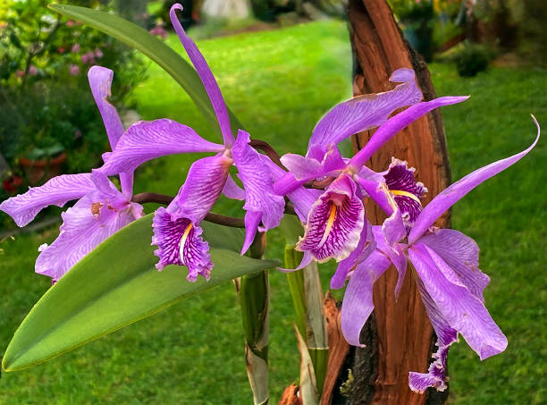 istock Cattleya Maxima Hanging on Wood 2156792639