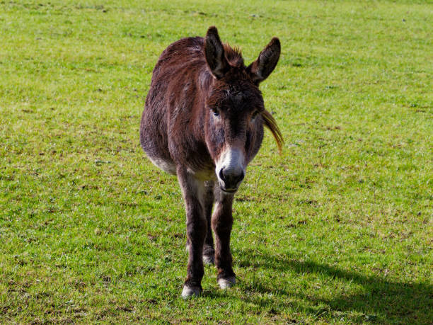 istock A donkey stands on grass under sunlight, looking towards the camera, evoking a calm rural scene. 2156793965