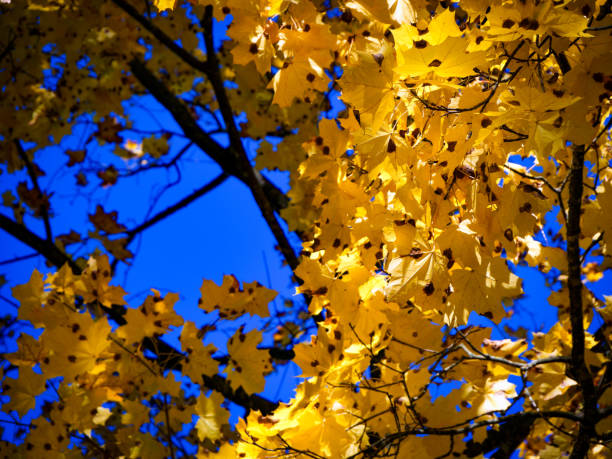 Autumn leaves, clear blue sky, tranquil mood, natural setting.