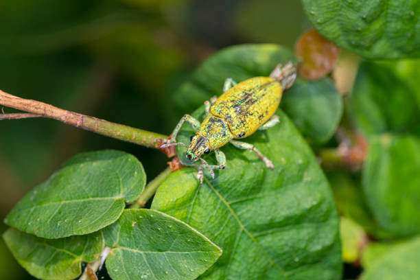 istock Macro of a green weevil resting on leaf. a green weevil on a green leaf. 2156794349