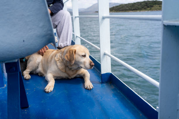 istock Dog on a ferry boat 2156796051