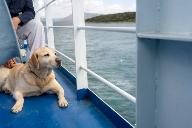 Dog on a ferry boat