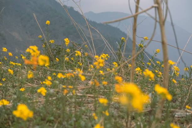 on the Himalayan mountain