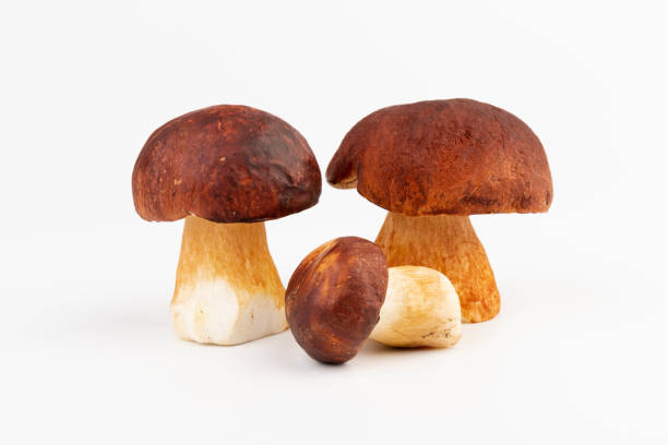 istock Bay bolete. Edible mushrooms (Boletus badius) isolated on white background with clipping path. Package design element. Wild forest mushrooms 2156799616