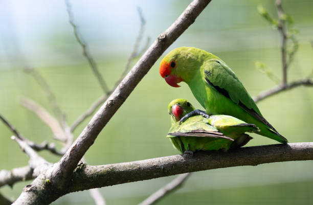 istock Two small green parrots perched together on a branch 2156800349