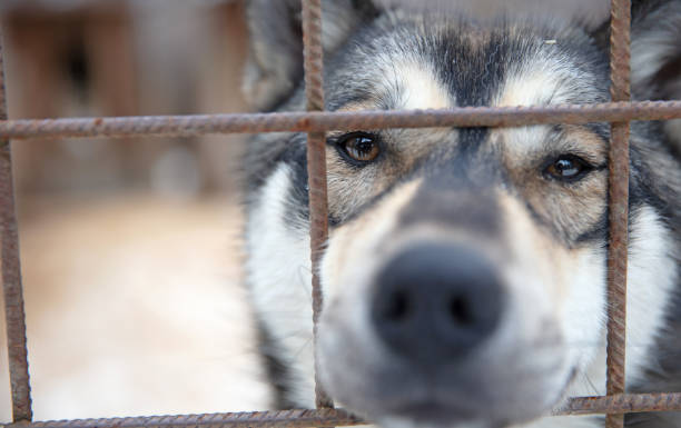 istock Husky dog in Finland, waiting in a kennel 2156800635