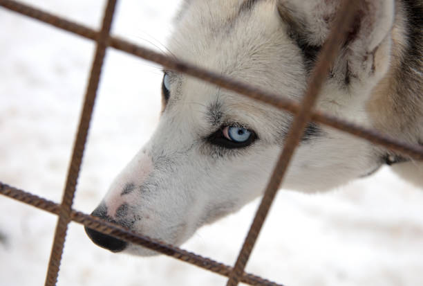 Husky dog in Finland, waiting in a kennel, selective focus