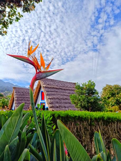 istock Santana houses in Madeira Island 2156803023