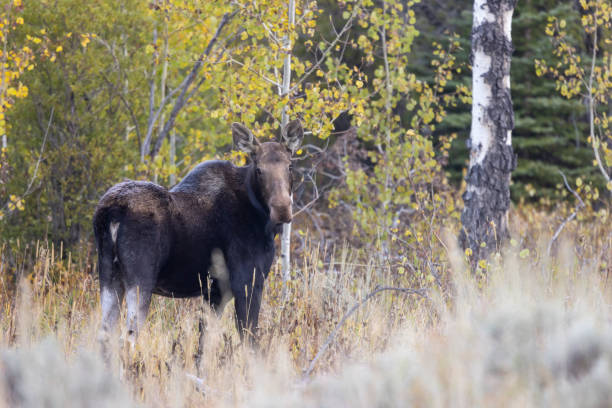 istock Cow Moose in Wyoming in aAutumn 2156803119