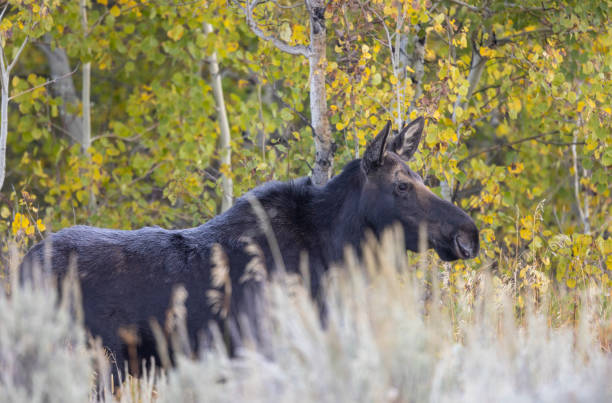 a cow moose in autumn in Wyoming