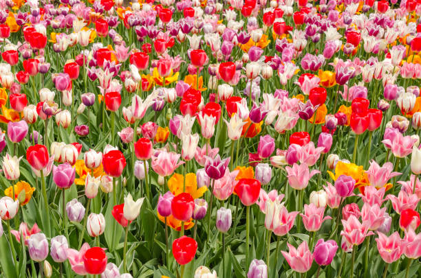 Floral celebration of spring