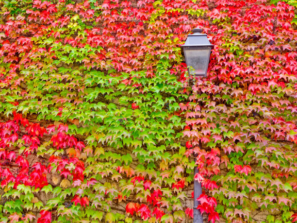 Rustic vine covered wall and street light along the streets of the Montmartre district of Paris France