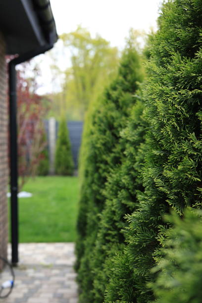 istock Landscape design of the local area 2156807452
