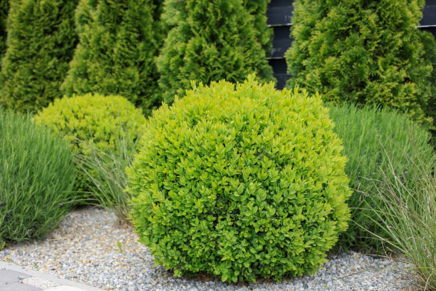 istock Landscape design of the local area 2156807474