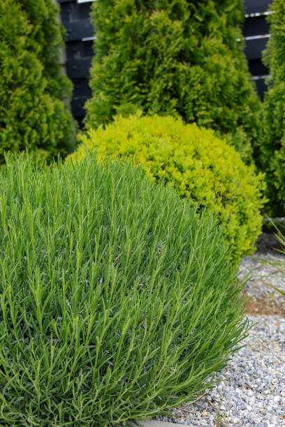 istock Landscape design of the local area 2156807478