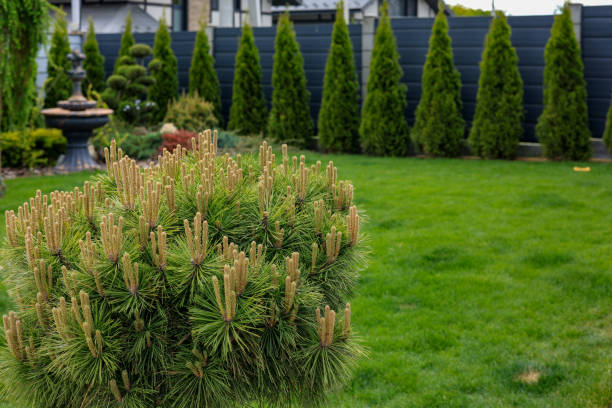 istock Landscape design of the local area 2156807546