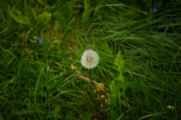 a white fluffy dandelion grows in a summer garden. High quality photo