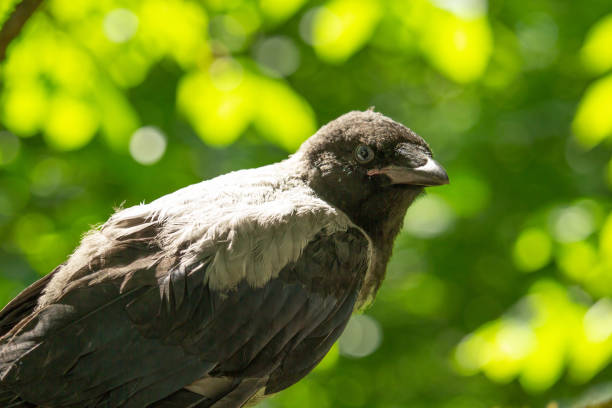 Portrait of a gray crow. Hooded Crow, Corvus cornix is a Eurasian bird species in the crow genus