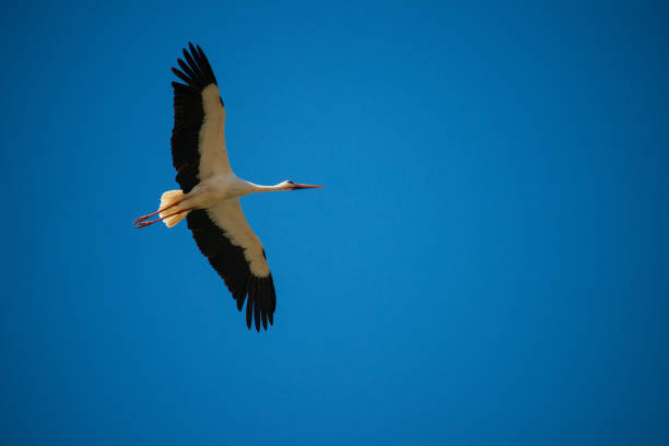 White stork (Ciconia ciconia) flying with spread wings to the right. Donana National Park, Spain