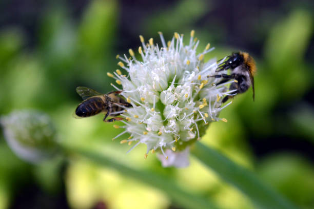 istock Pollination of onion flowers 2156811783