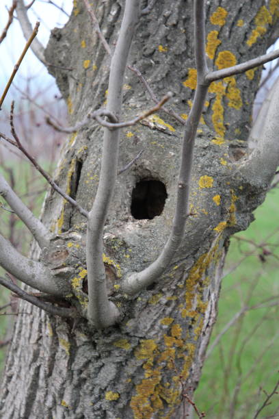 istock A close up of a tree trunk 2156812646