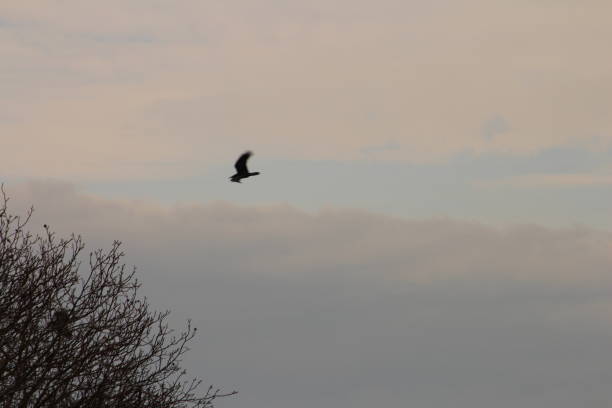 istock A bird flying over a body of water 2156812662