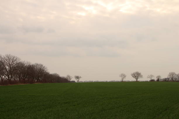A grassy field with trees in the background. Sky. Grass. Outdoor. Field. Grassy
