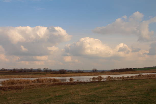 A field with a group of cows. Grass. Sky. Outdoor. Field. Cloudy