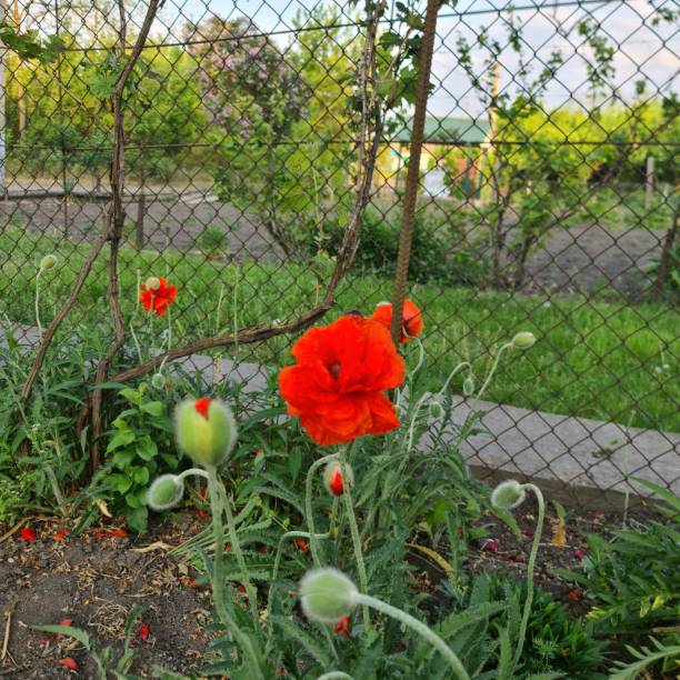 A red flower in a garden. Grass. Outdoor