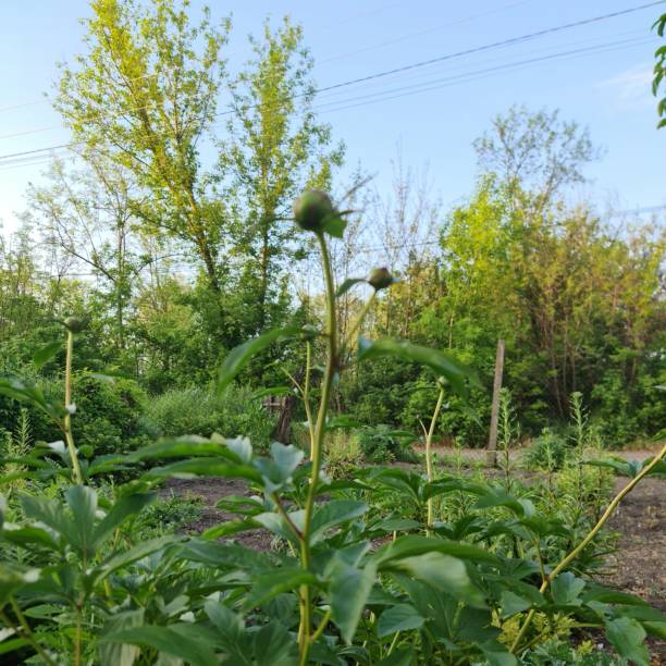 Bright red plant shoots emerge vividly among green grass and leaves, symbolizing new growth.