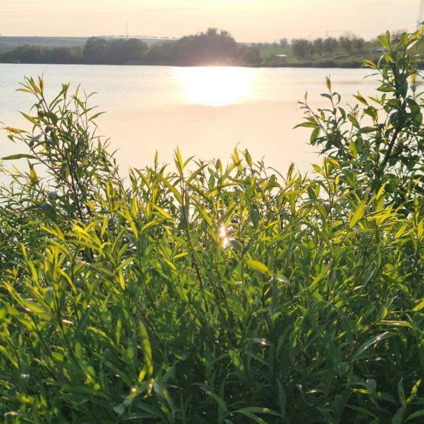A body of water with grass and trees around it. Water. Outdoor. Sky. Tree. Lake