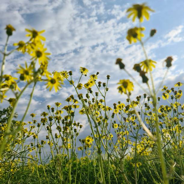A field of yellow flowers. Outdoor. Grass. Plant. Flower