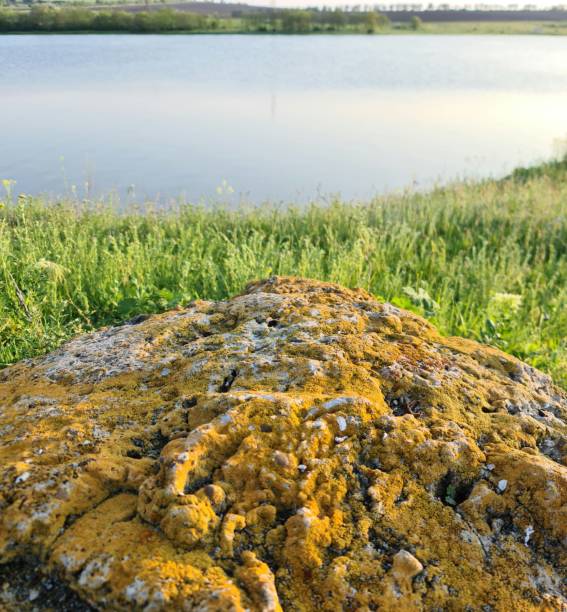 A close-up of a crocodile. Outdoor. Grass. Water. Rock. Lake