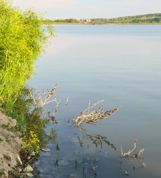 Green river algae in the autumn season. Stoneworts leaves. Copy space.