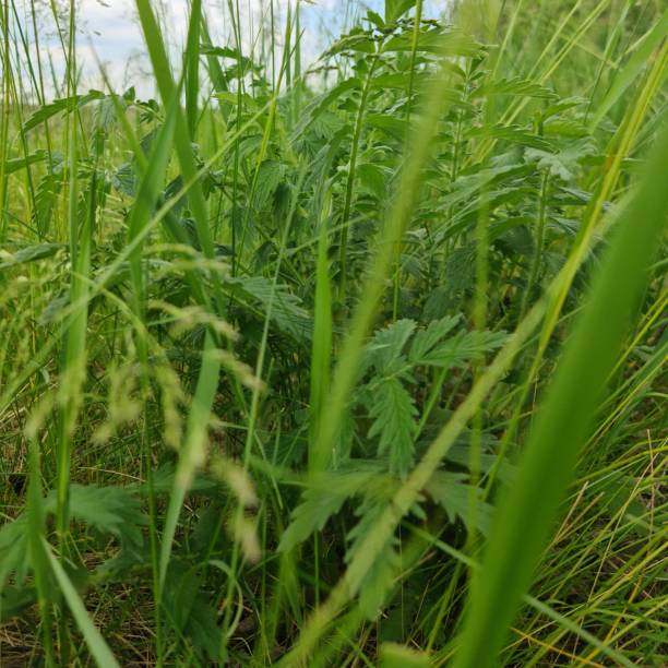 Close up of a plant. Outdoor. Grass. Green. Plant. Lush