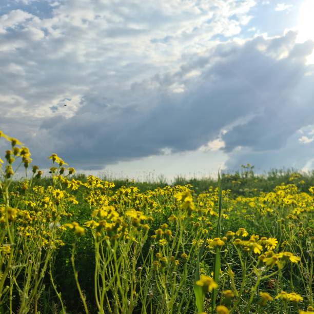Brassica napus or rapeseed, flower or plant to make oil out. Field of colorful yellow rapeseed on a dark blue cloudy sky. Oil harvesting from plants