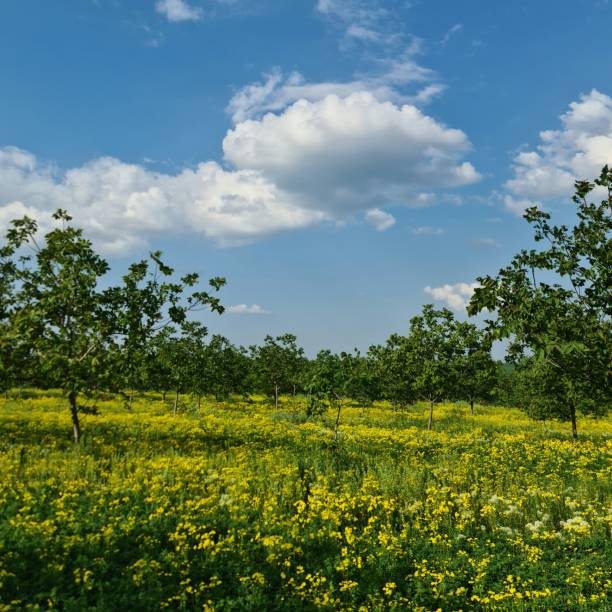 spring green meadow with blooming yellow dandelions and willow in the background.