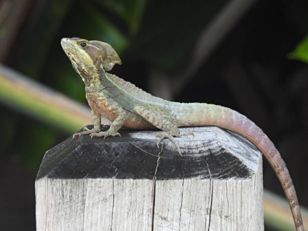 istock Jesus Christ Lizard (Basiliscus basiliscus) resting on a wood post 2156816612