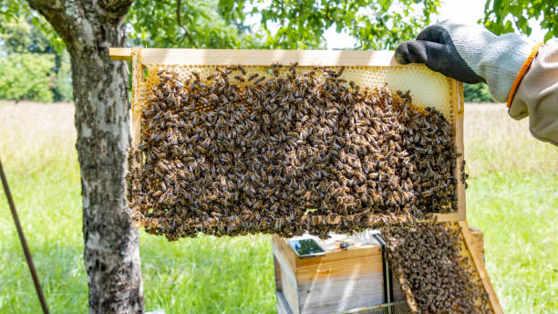 istock Honey bees on a honeycomb 2156816853