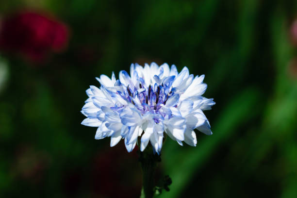 Cornflower 