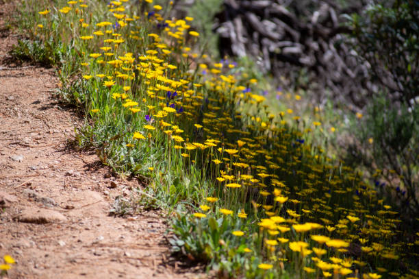 istock Trail to waterfalls over river Caballos 2156817948