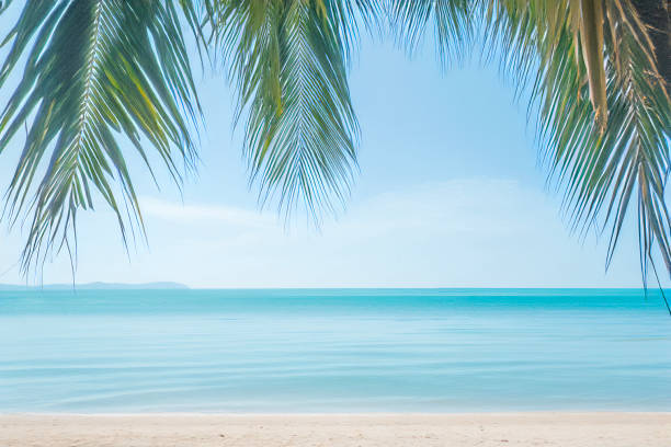 Tropical beach with palm trees during a sunny day . Bang Saen in Chonburi province , Thailand