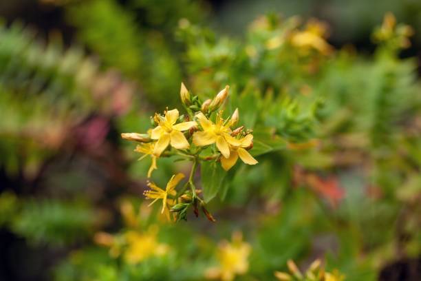 istock Flowers of a Hypericum reflexum shrub 2156823077
