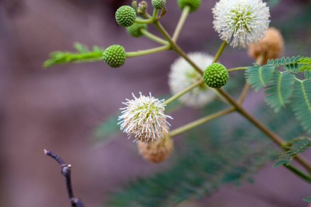 istock Flower of a river tamarind, Leucaena leucocephala 2156823106