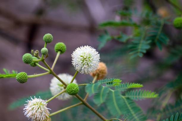 istock Flower of a river tamarind, Leucaena leucocephala 2156823130