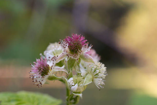 Black Raspberry Berry Bush Blooming in Garden